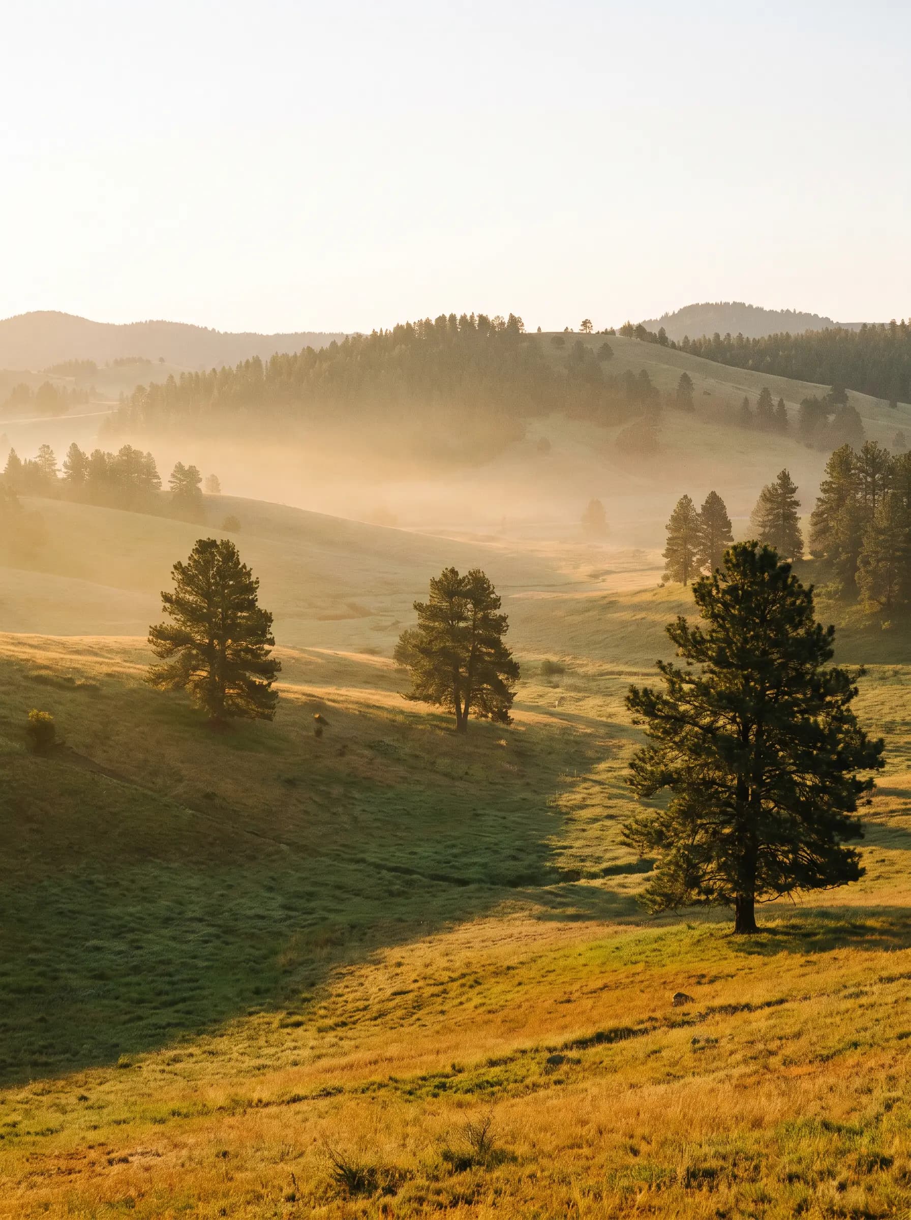 Rolling hillside at golden hour